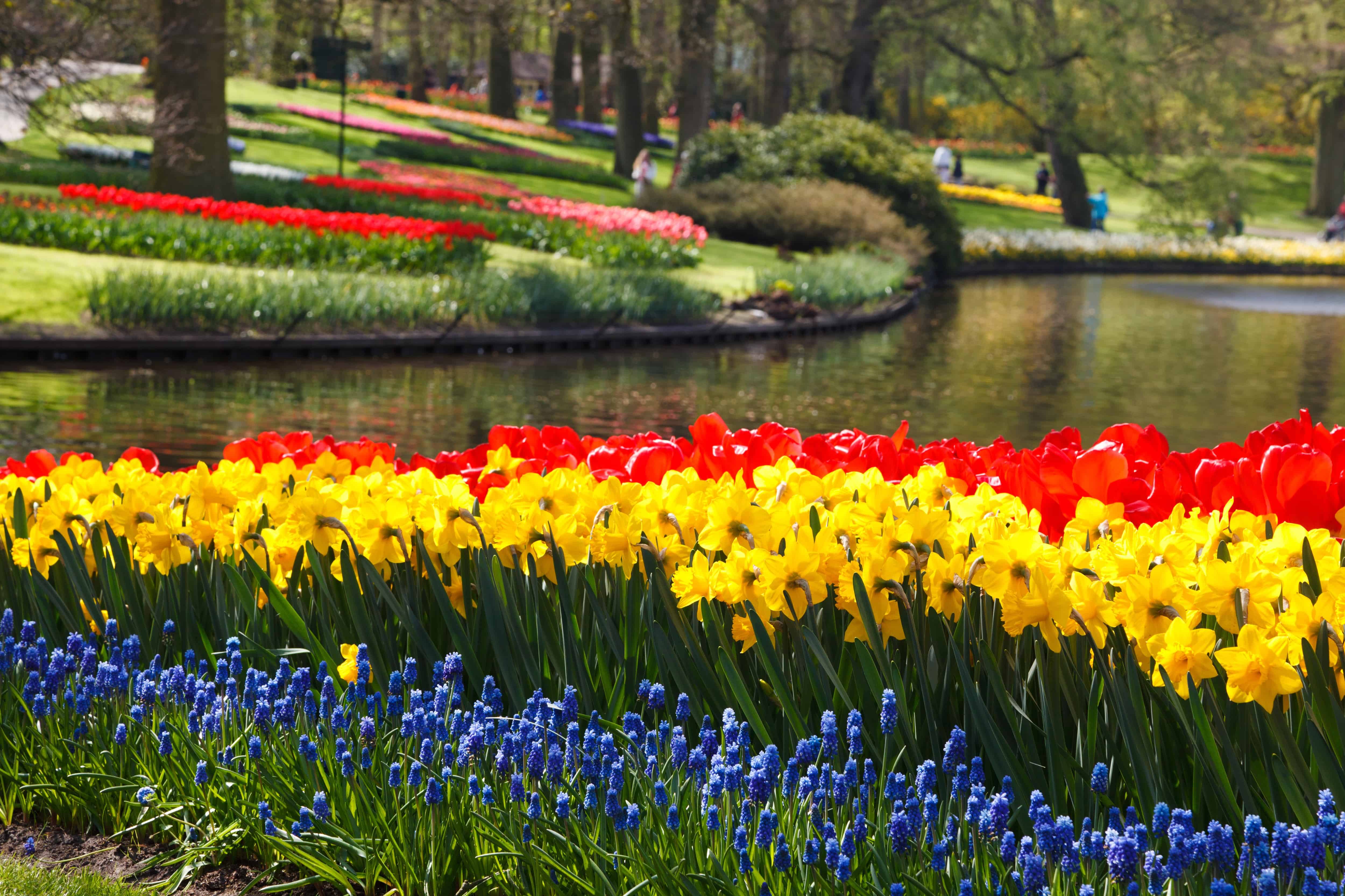 tulips-21959 tulips-21959
